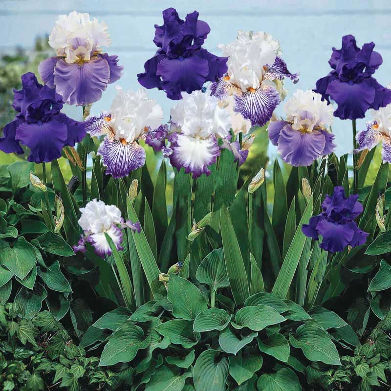  Cluster of purple bearded iris purple mix in bloom in a lush garden setting.