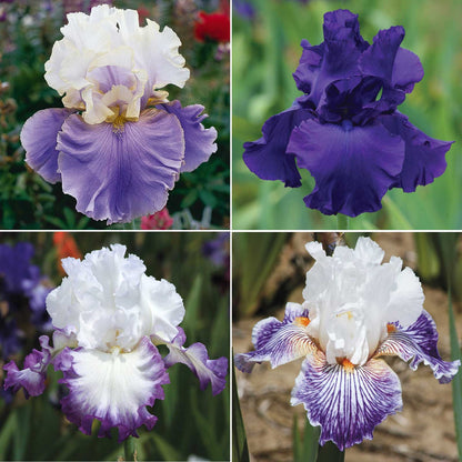 Grid of bearded iris purple mix varieties shown against a white background.