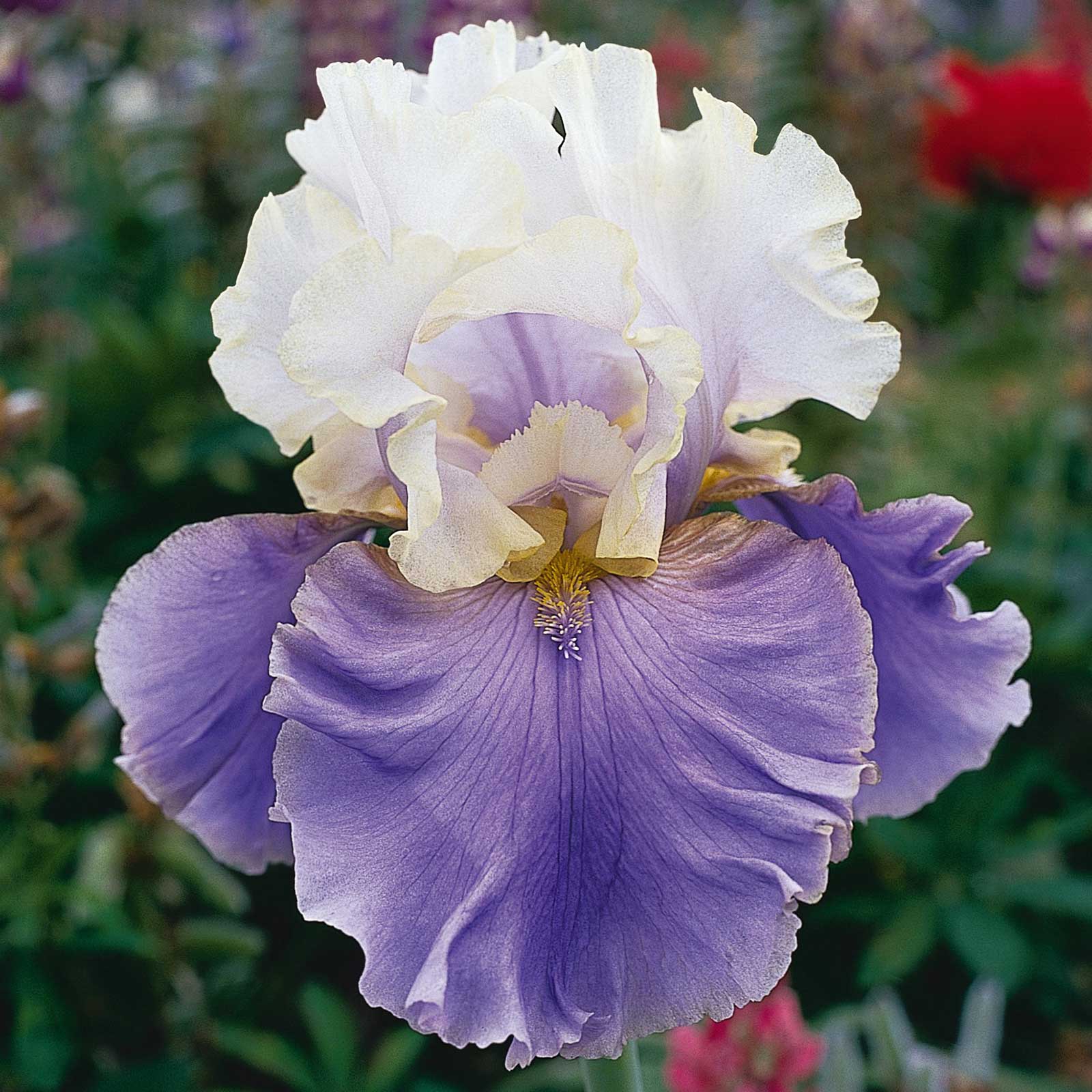 White and purple bearded iris purple mix against a soft red blurred background.