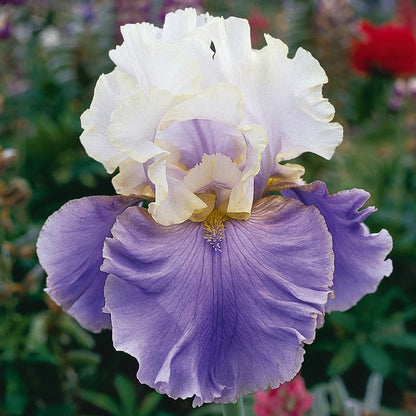 White and purple bearded iris purple mix against a soft red blurred background.