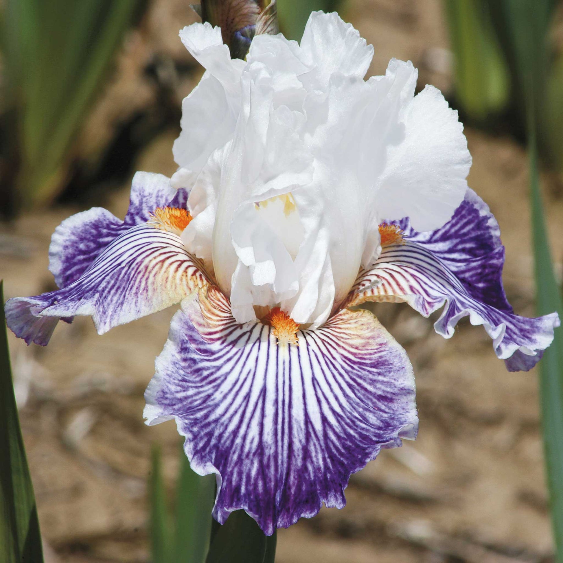 Purple bearded iris purple mix with white accents and a yellow beard, blurred background.