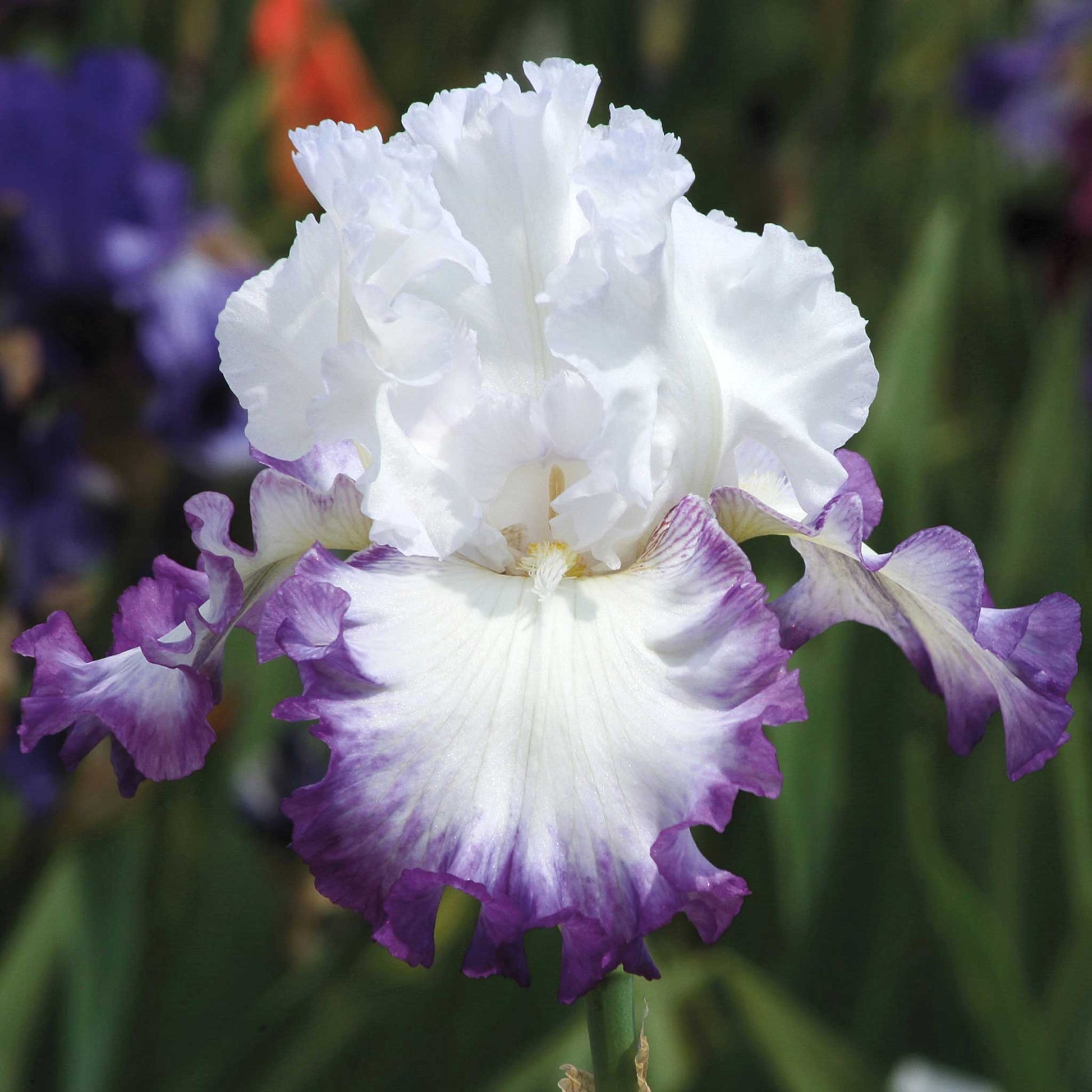 White and purple bearded iris purple mix against a blurred green background.