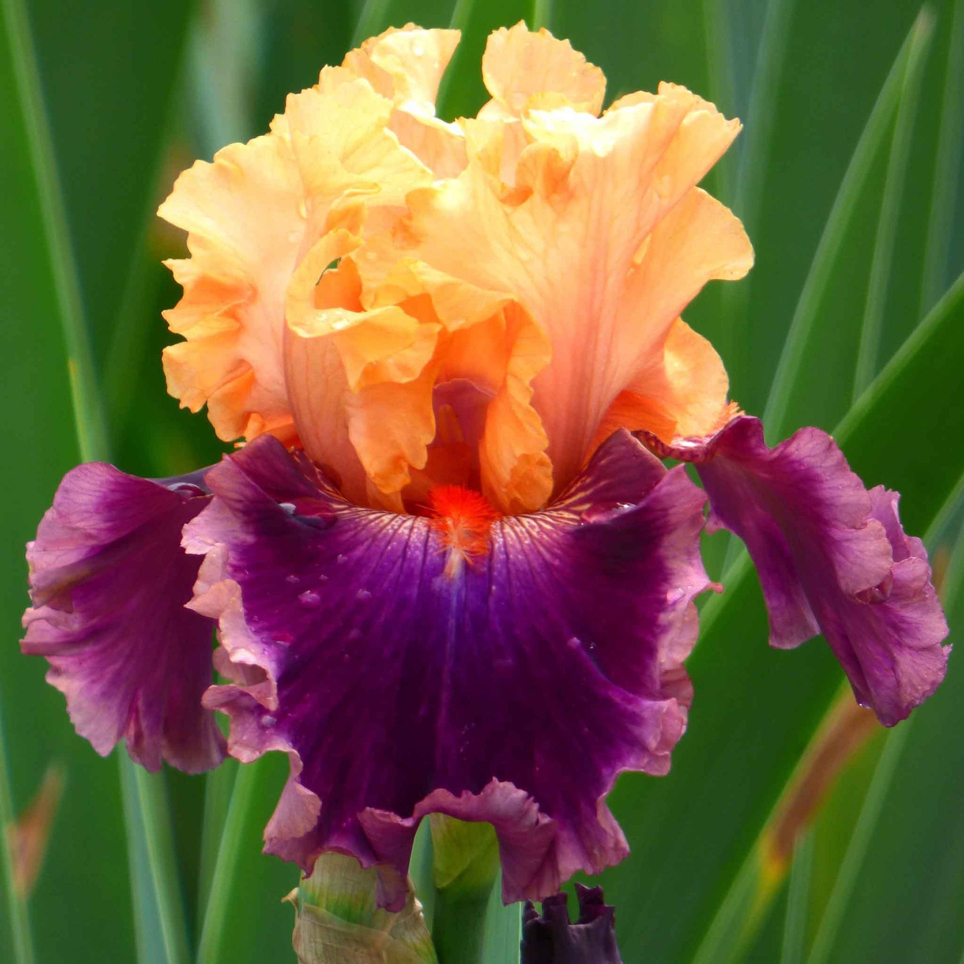 Bearded iris rasputin with orange and gold ruffled petals against a blurred green background.