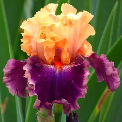 Bearded iris rasputin with orange and gold ruffled petals against a blurred green background.