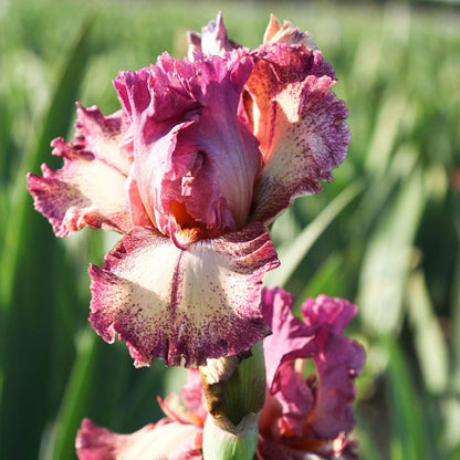 Red and purple bearded iris rock star with ruffled petals against a blurred background.