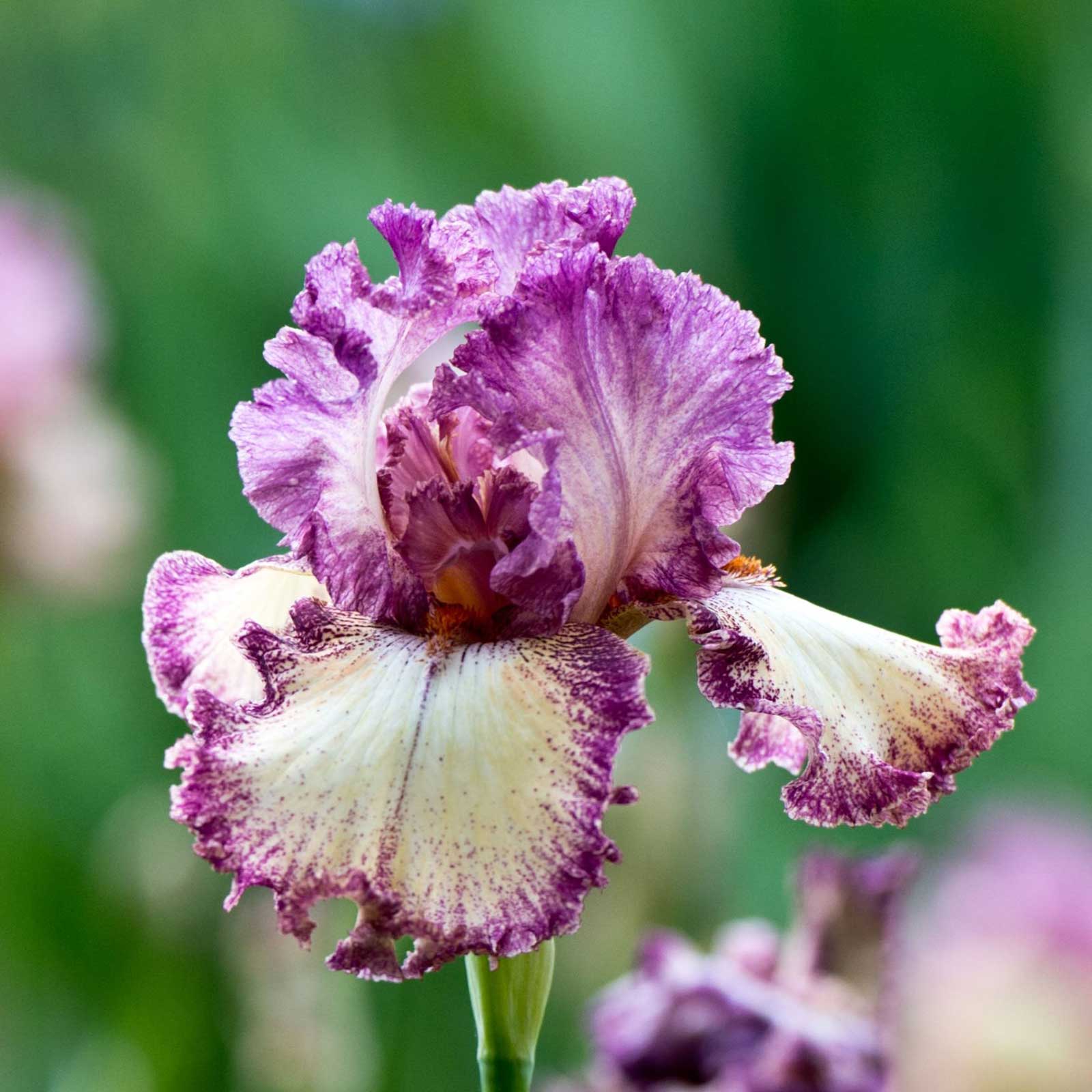 Dark red bearded iris rock star with a yellow beard against a blurred background.