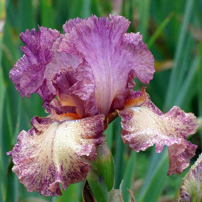 Purple and pink bearded iris rock star close-up against a blurred background.