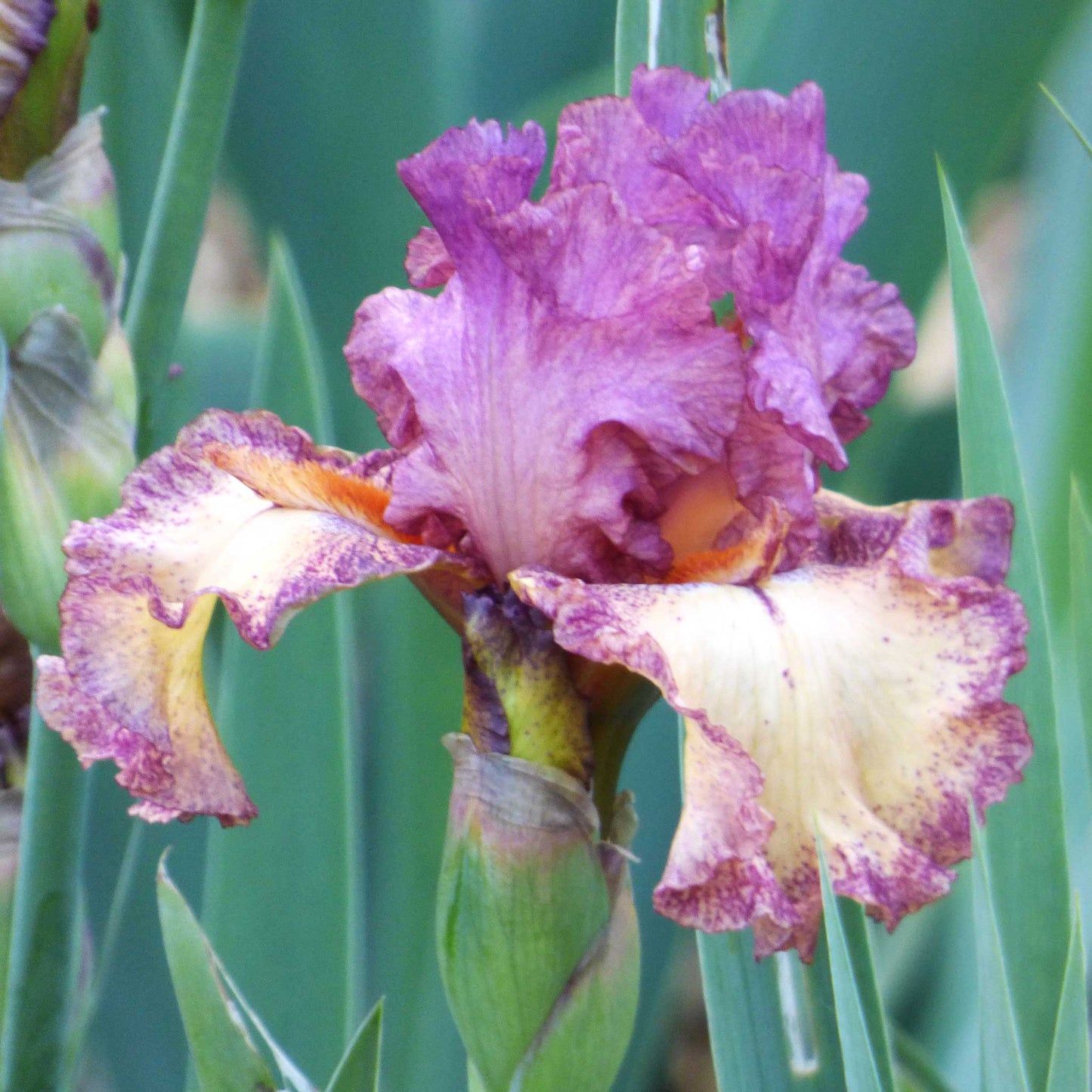 Yellow and purple bearded iris rock star standing tall in a lush green garden.