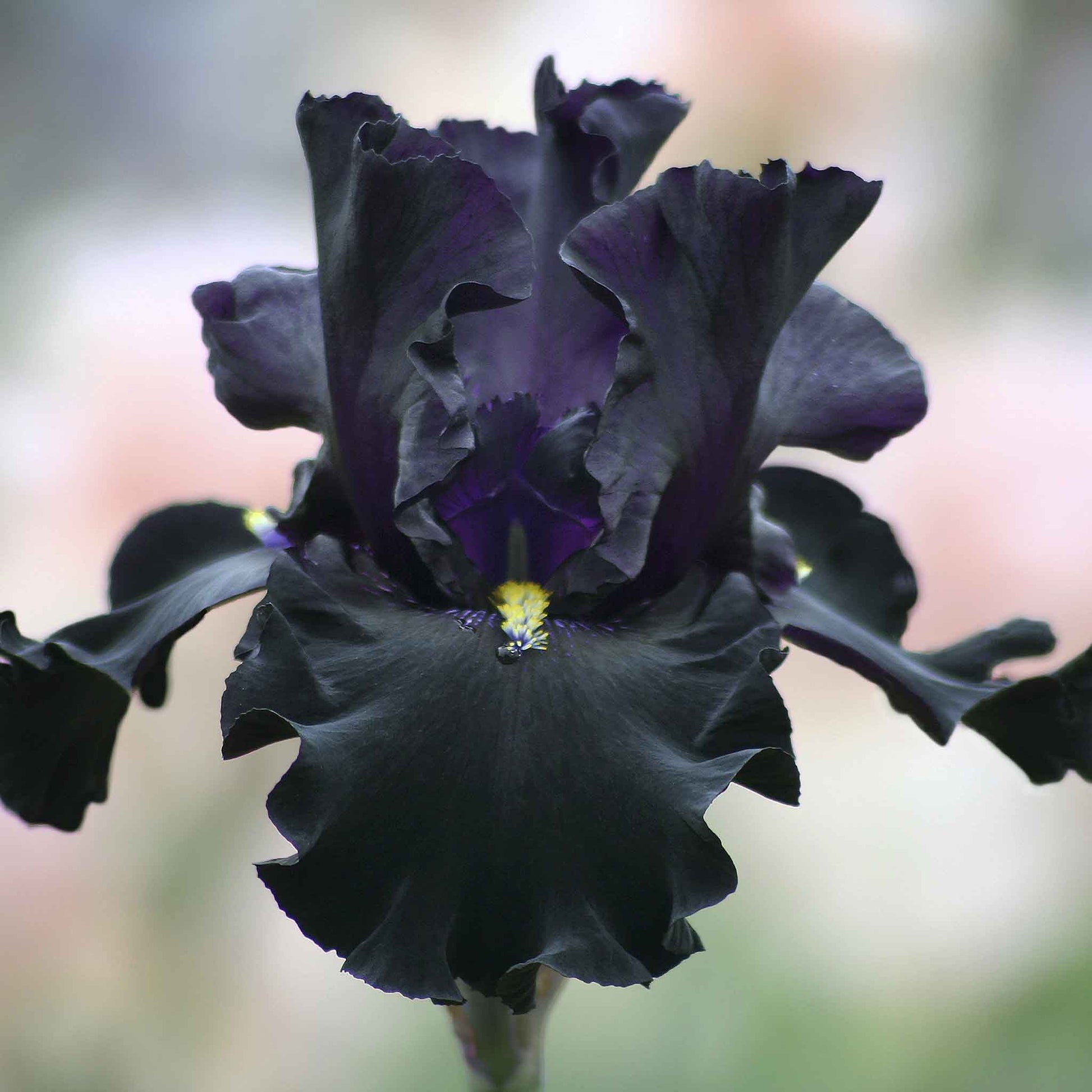 Near-black bearded iris senor jinx with rich dark petals against a blurred background.