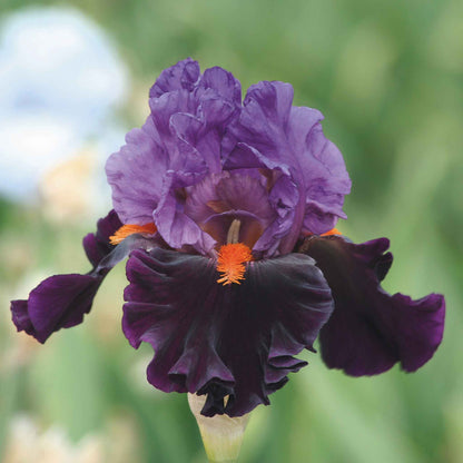 Purple bearded iris sharp dressed man with an orange center against a blurred background.
