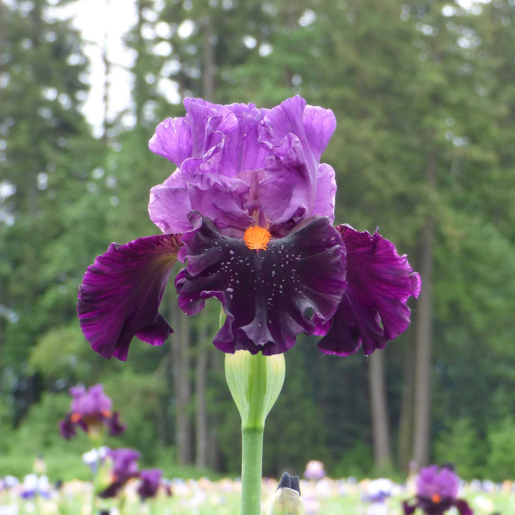 Purple and blue bearded iris sharp dressed man in a lush green garden setting.