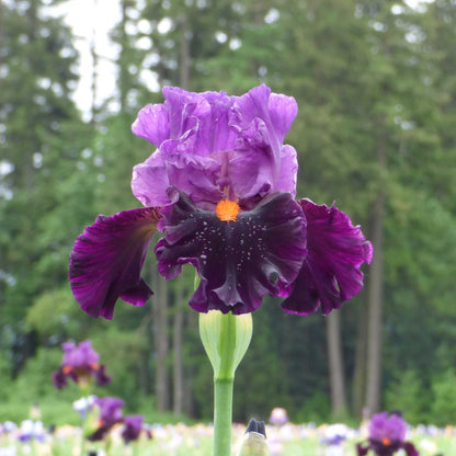 Purple and blue bearded iris sharp dressed man in a lush green garden setting.