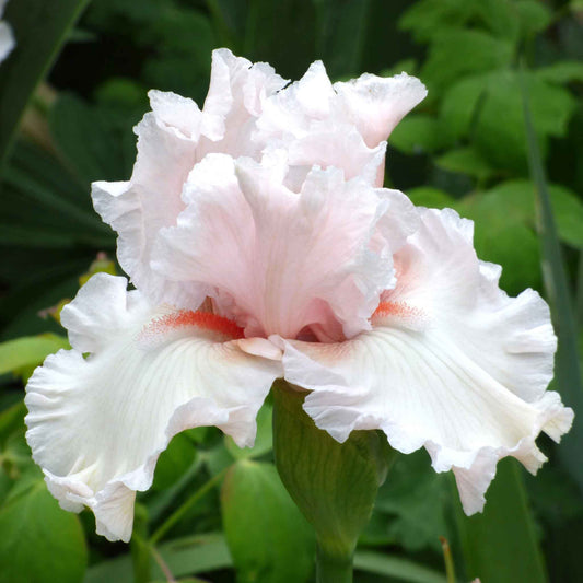 White bearded iris society page with a purple edge blooming in a garden.