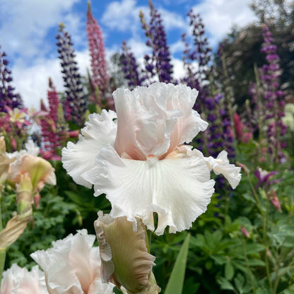 White bearded iris society page with purple flowers in the blurred background.
