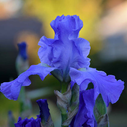 Blue and purple bearded iris sugar blues with a yellow beard against a blurred background.