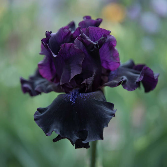 Deep dark purple bearded iris superstition in full bloom against a blurred background.