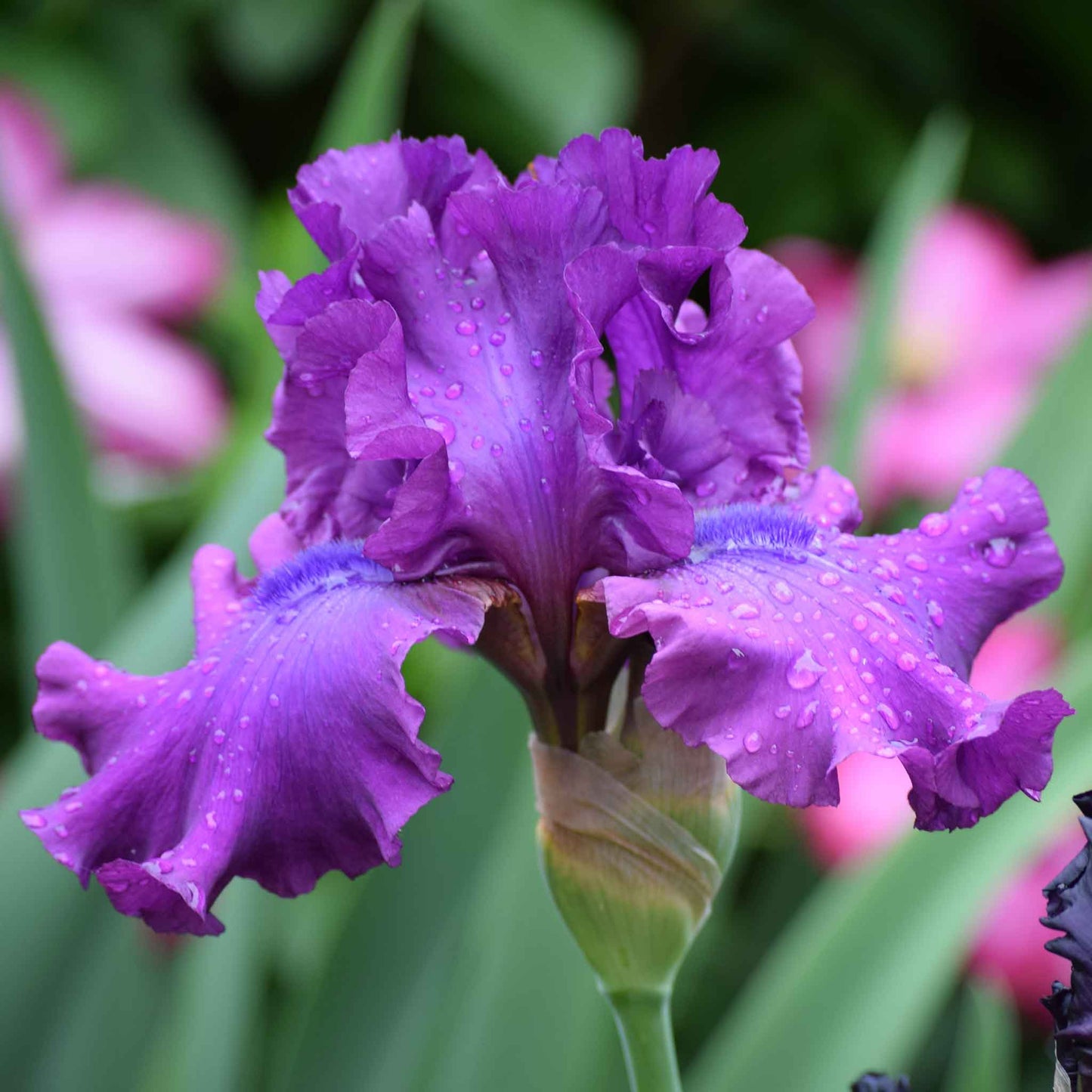Purple and magenta bearded iris swingtown in bloom with a blurred garden background.