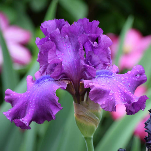Purple and magenta bearded iris swingtown in bloom with a blurred garden background.