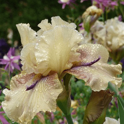 Bearded iris thornbird with cream and yellow petals against a blurred background.