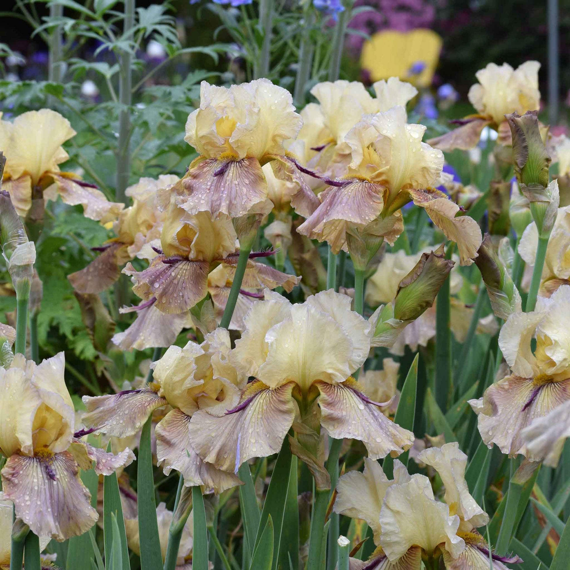 Purple bearded iris thornbird with white and yellow accents against a blurred background.