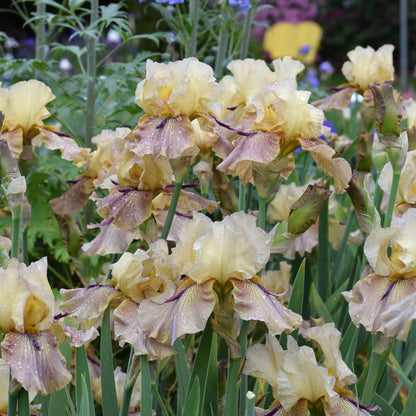 Purple bearded iris thornbird with white and yellow accents against a blurred background.