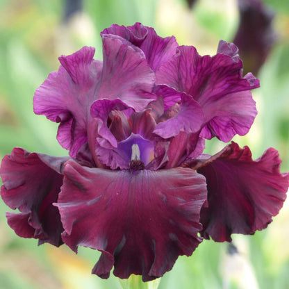 Bright magenta bearded iris tin cup chalice with ruffled petals against a dark background.