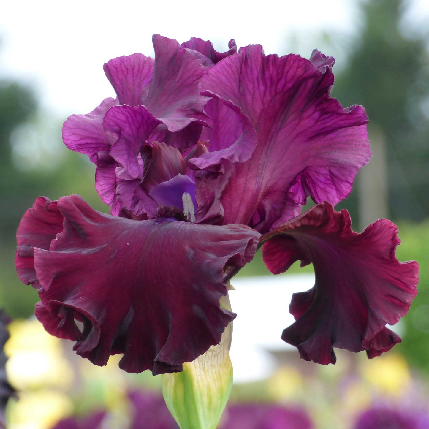 Dark red bearded iris tin cup chalice with ruffled petals against a blurred background.