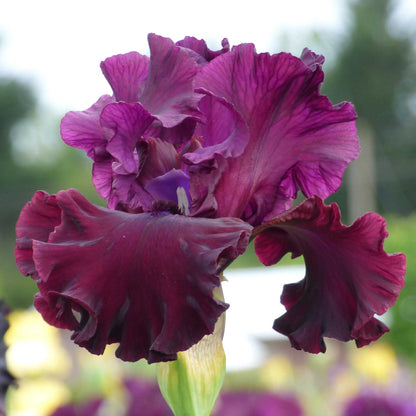 Dark red bearded iris tin cup chalice with ruffled petals against a blurred background.
