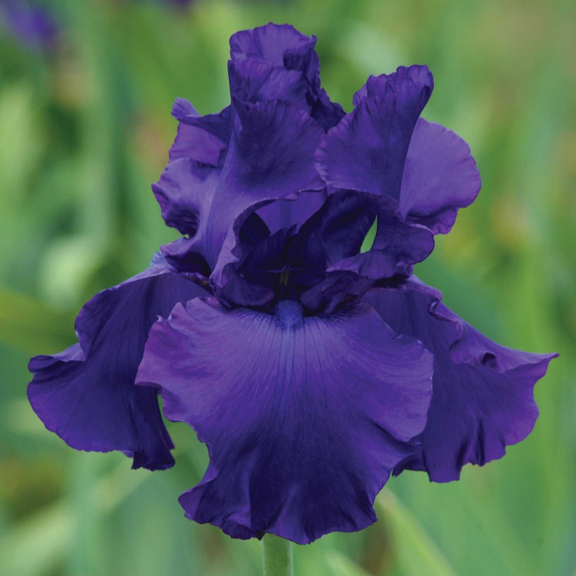  Deep purple bearded iris titan's glory in full bloom against a blurred background.