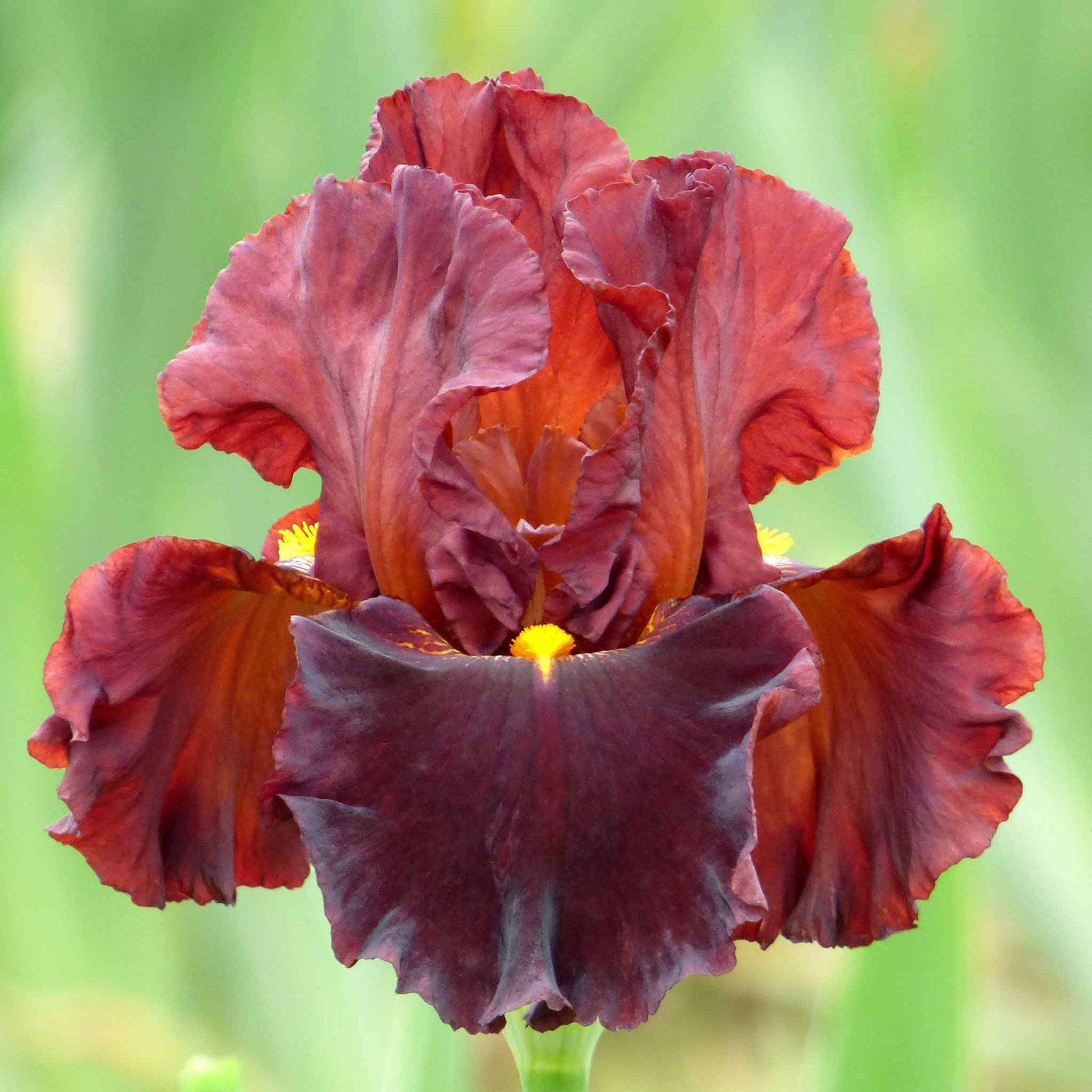 Dark red and burgundy bearded iris valentino close-up against a blurred background.