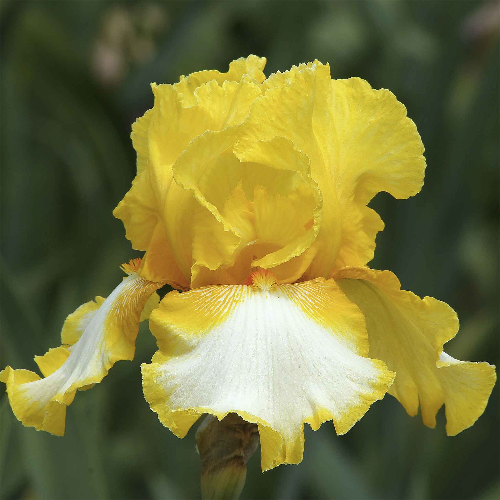 Yellow and gold bearded iris vested interest with ruffled petals, blurred green background.