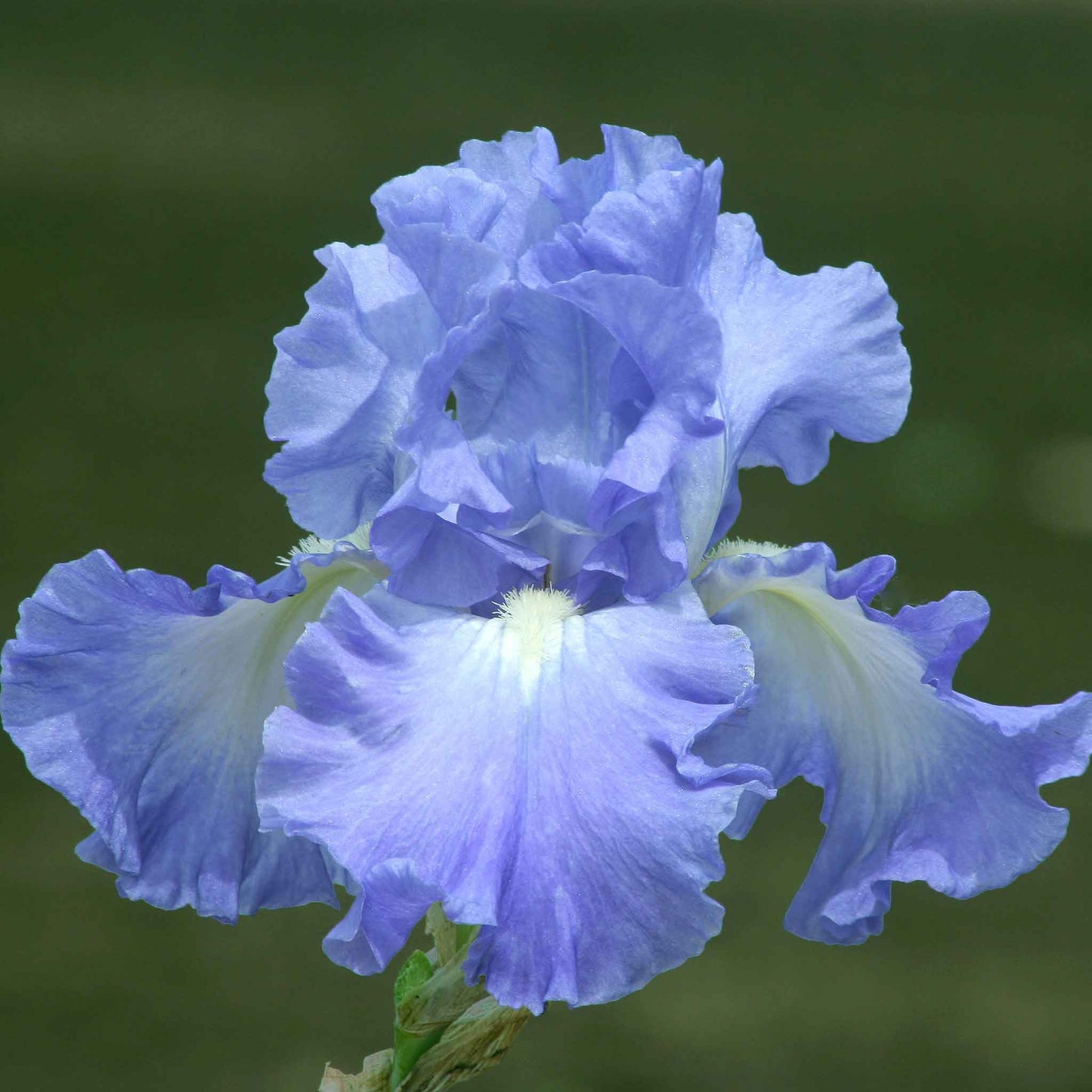 Blue-purple bearded iris victoria falls with yellow accents against a blurred background.