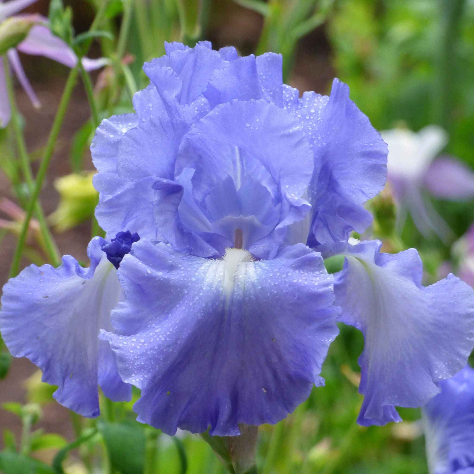 Vibrant purple bearded iris victoria falls in full bloom against a blurred background.