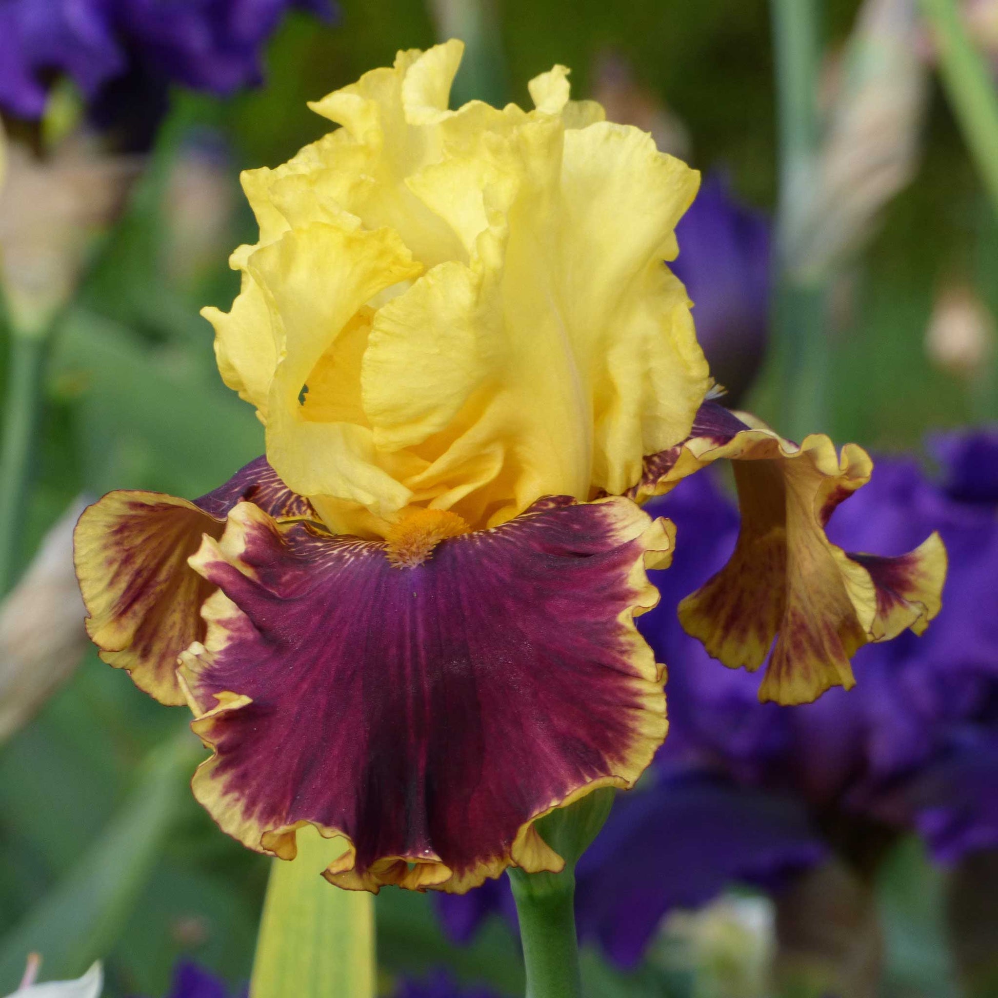 Close-up of a purple and yellow vintage charm bearded iris flower with a blurred background