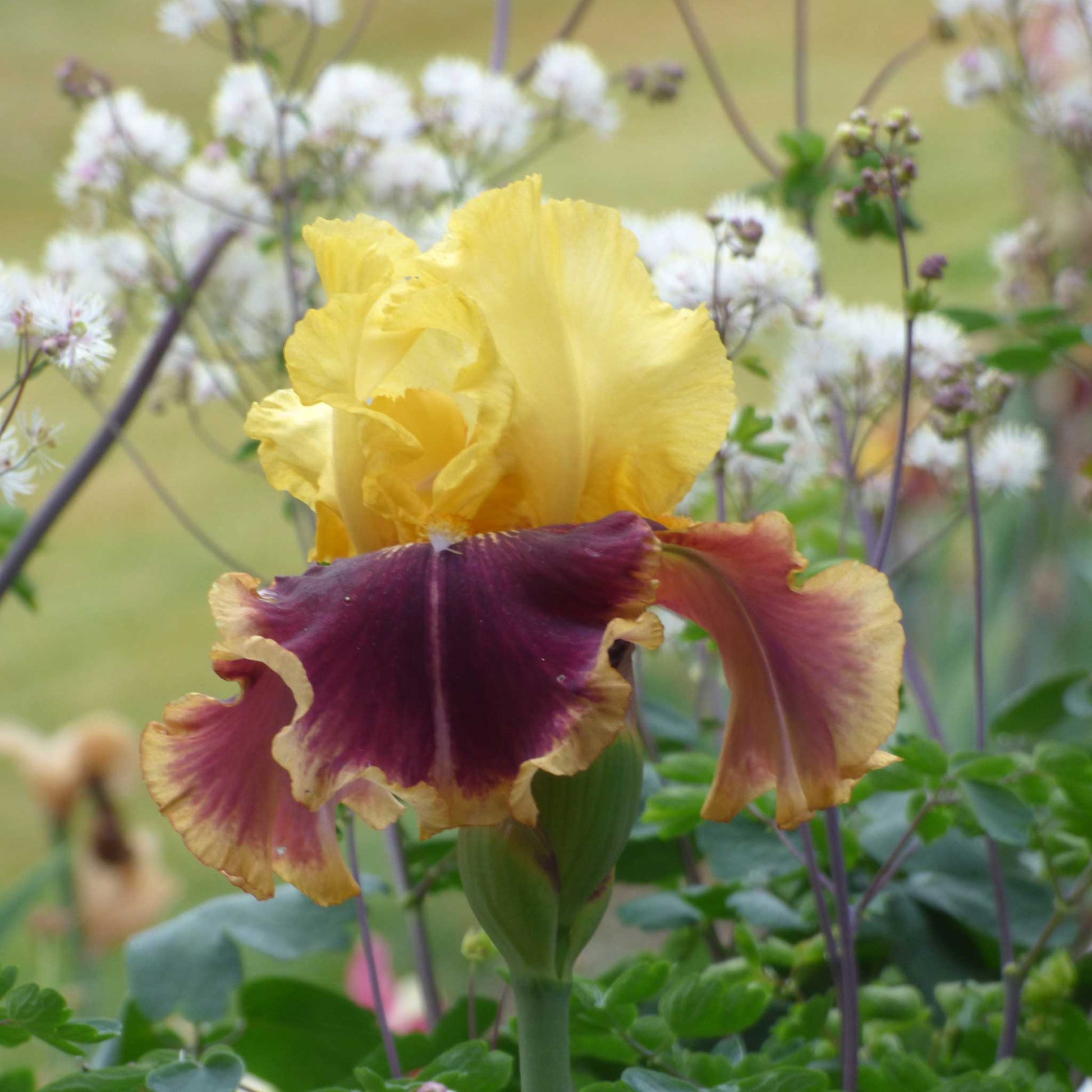Close-up of a purple and yellow vintage charm bearded iris flower with a blurred background