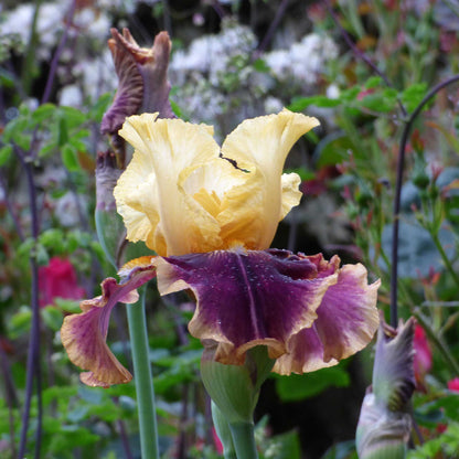 Close-up of a purple and yellow vintage charm bearded iris flower with a blurred background