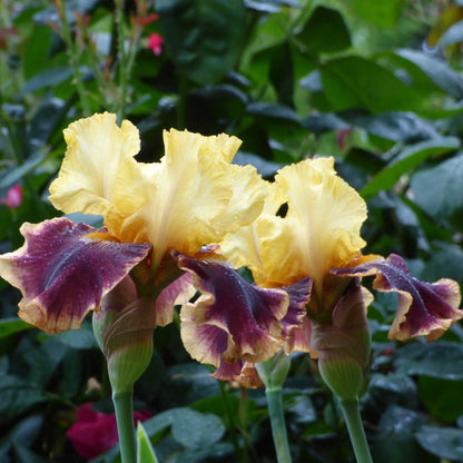 Close-up of a purple and yellow vintage charm bearded iris flower with a blurred background