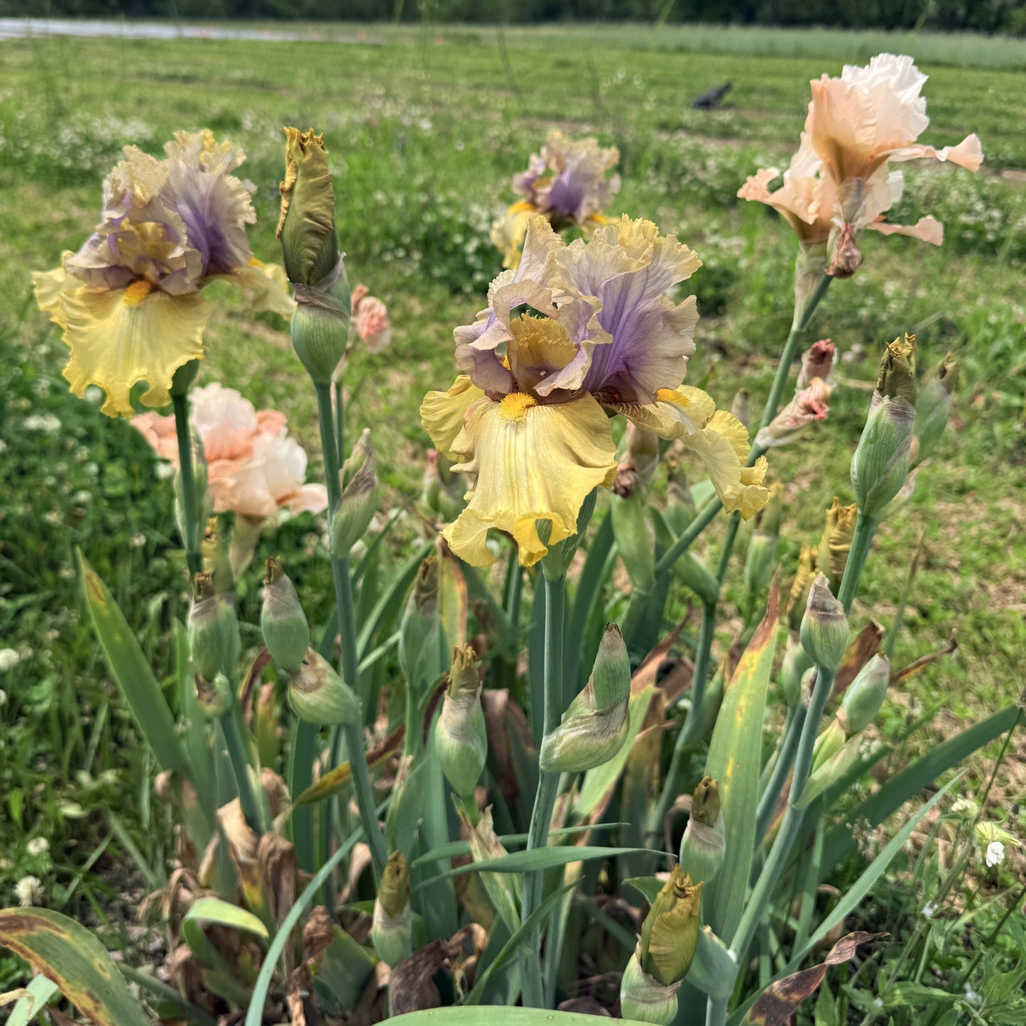 Bearded Iris 'Let Evening Come'