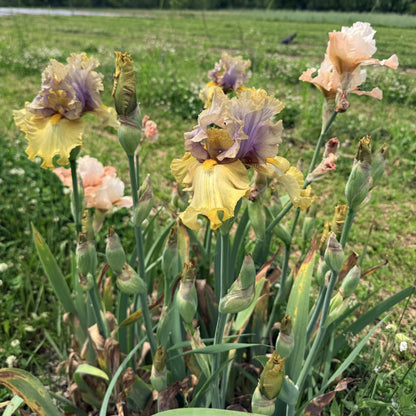 Bearded Iris 'Let Evening Come'