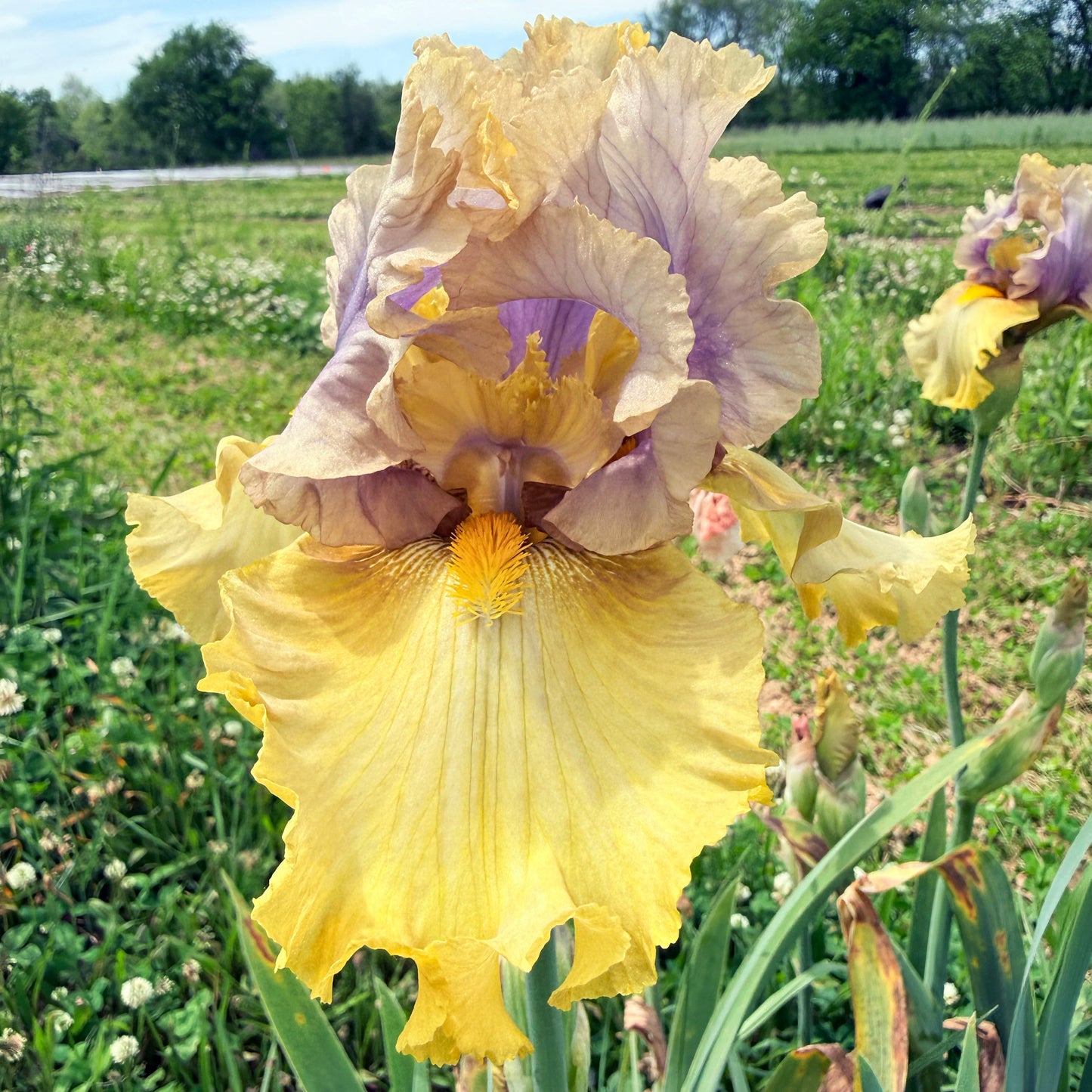 Bearded Iris 'Let Evening Come'