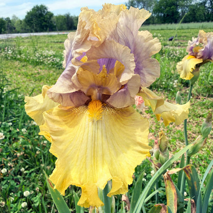 Bearded Iris 'Let Evening Come'