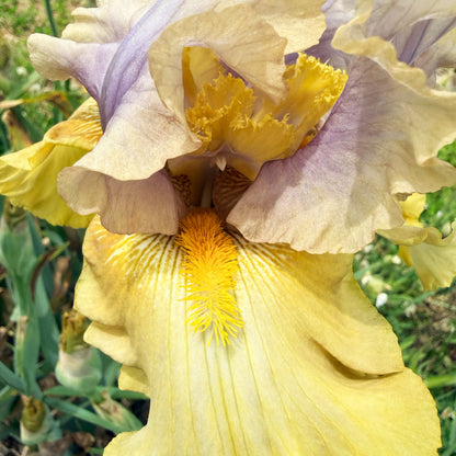 Bearded Iris 'Let Evening Come'