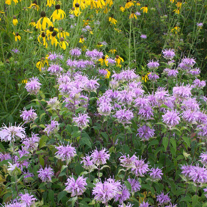 Close-up of a vibrant purple bee balm flower with a blurred green background.