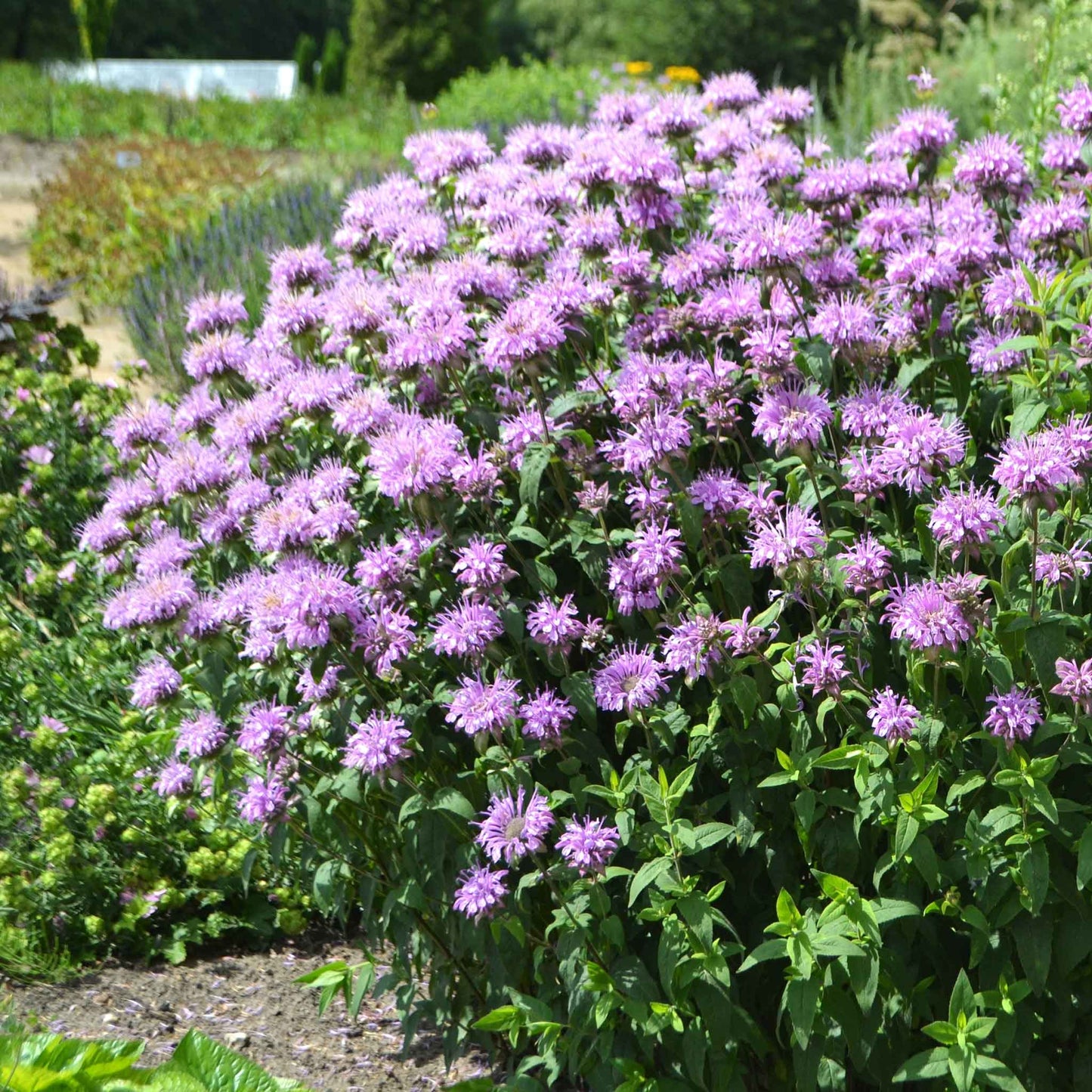 Close-up of a vibrant purple bee balm flower with a blurred green background.