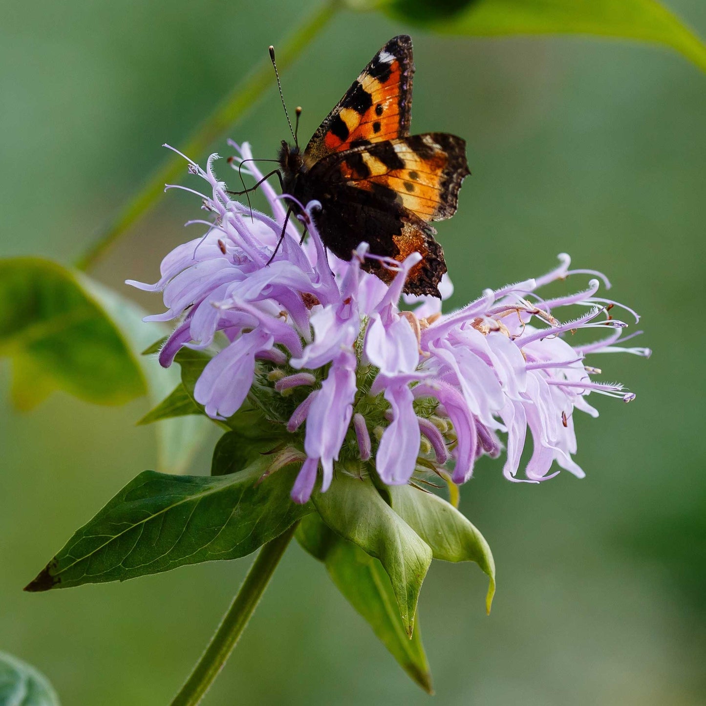 A close-up of vibrant purple Bee Balm flowers in full bloom.