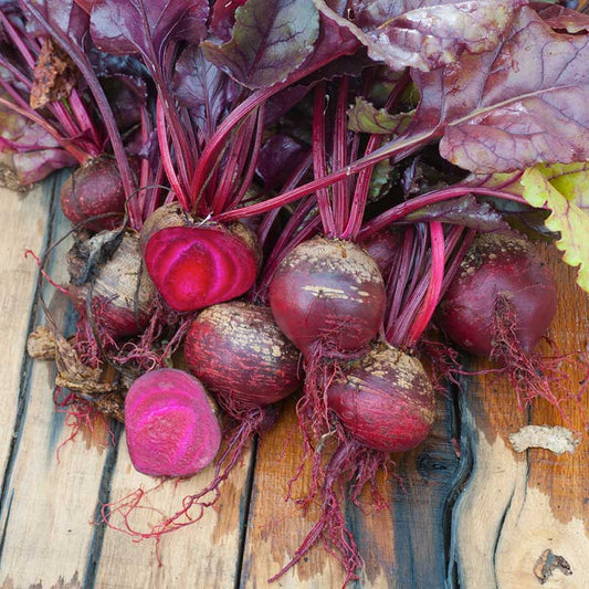 A vibrant red bulls blood beet with green leaves against a rustic wooden background. | copyright: Floramedia UK Ltd