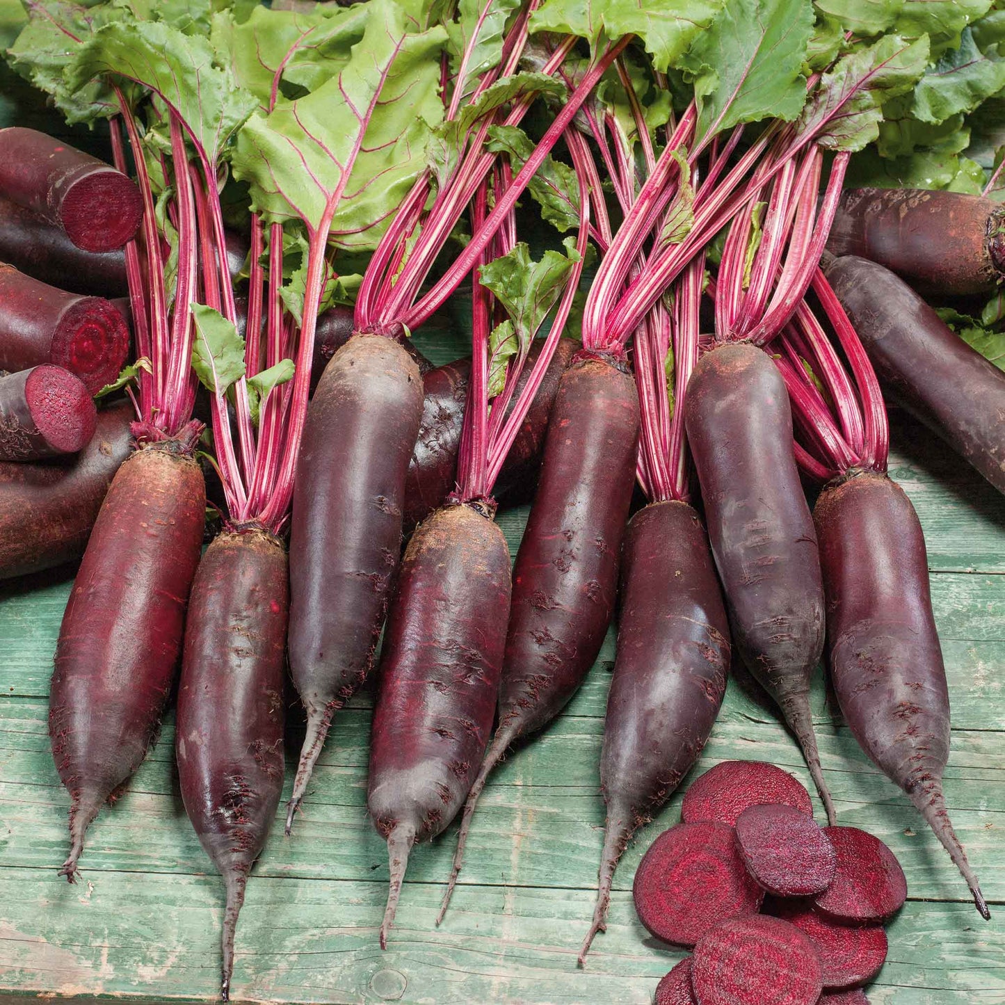 A cluster of slender, dark red Cylindra beet roots with green leafy tops with a neutral background.
