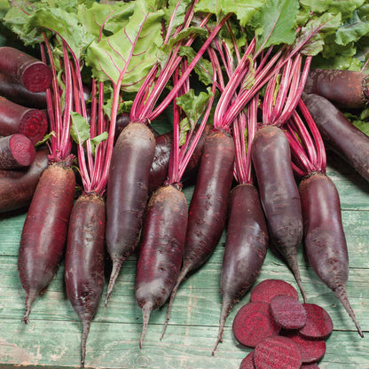 A cluster of slender, dark red Cylindra beet roots with green leafy tops with a neutral background.