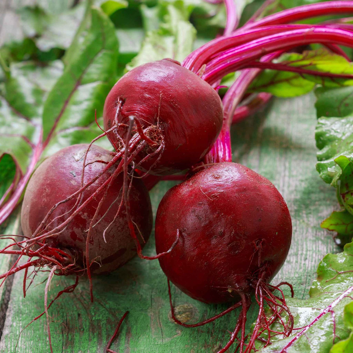 A vibrant red early wonder beet with green leaves and root tendrils rests on a neutral background.