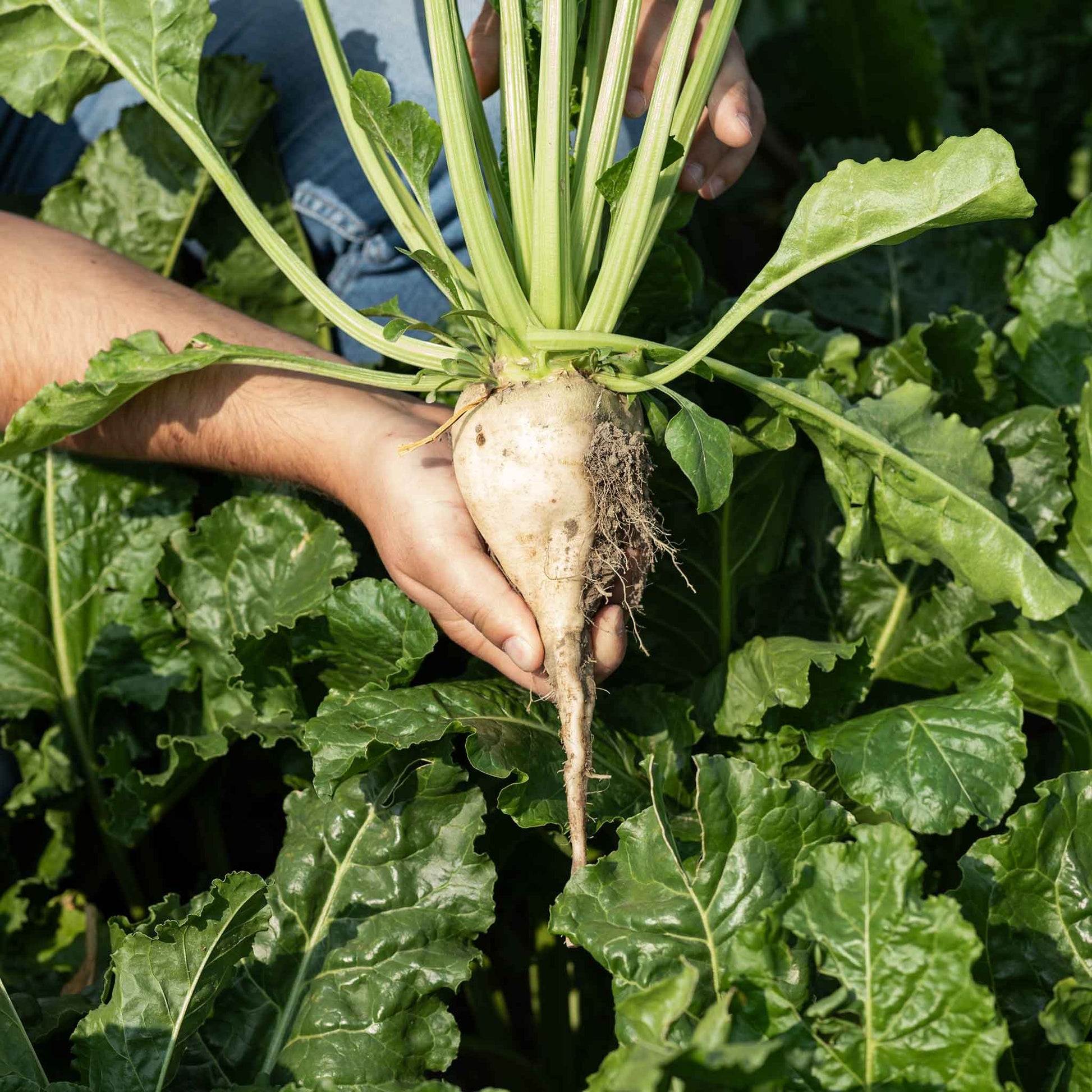 A close-up view of a harvested sugar beet, showing its rough, brownish-white skin and leafy top.